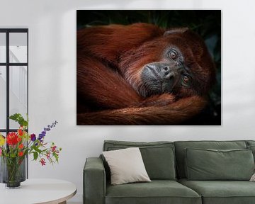 Singe hurleur rouge sur Liliane Jaspers
