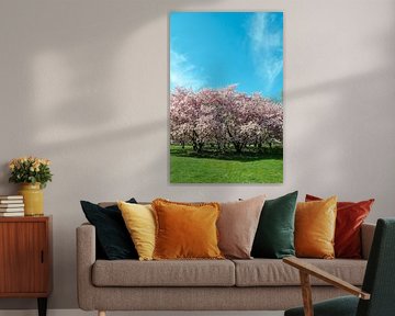 Allée de cerisiers en fleurs dans le parc printanier sur Alexander Baumann