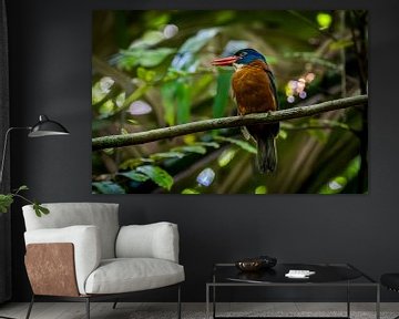kingfisher indonesia kingfisher indonesia sur Corrine Ponsen