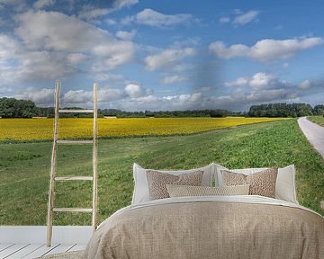 Sonnenblumenfeld im Landschaftspark Rheinbogen,Monheim am Rhein,NRW,Deutschland