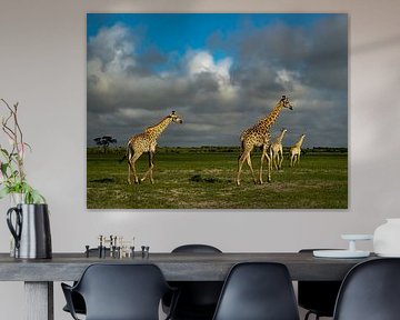 Wildtiere Moremi NP von Willemijn Wolthaus