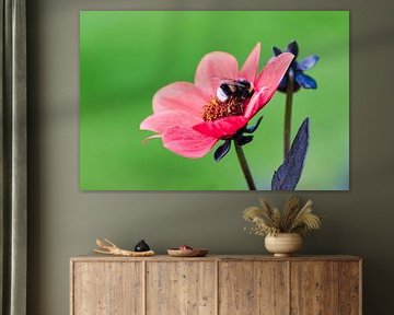 Hummel auf einer Blume