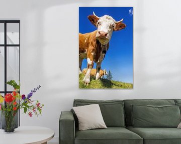 Nieuwsgierige blik van een koe van Karl Walkam