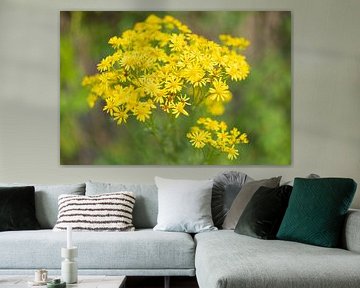 Pflanzen und Blumen in der Natur.