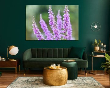 Pflanzen und Blumen in der Natur.