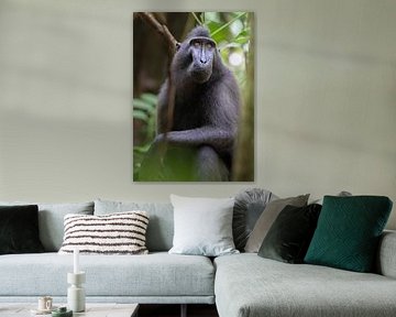 A Crested Macaque in the forest of Tangkoko, North Sulawesi by Anges van der Logt