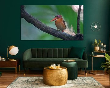 A Sulawesi dwarf kingfisher by Anges van der Logt