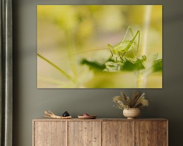 Grasshopper on a leaf by Jan