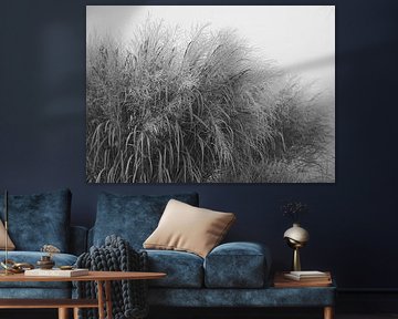 Grass in black and white