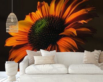 Warme kleuren: Een oranje Echinacea in het licht van Marjolijn van den Berg