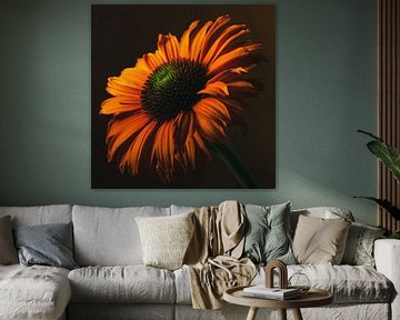 Warme kleuren: Een oranje Echinacea in het licht van Marjolijn van den Berg