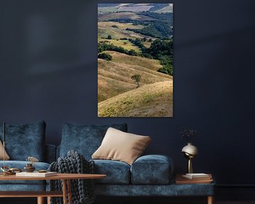 Lone tree on a Tuscan hillside