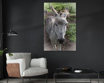 Donkey van Franksfotoforum