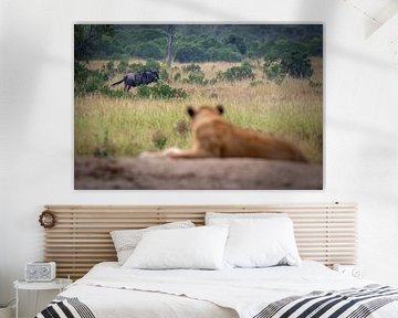 Lionne au repos sur TCWILDIMAGES
