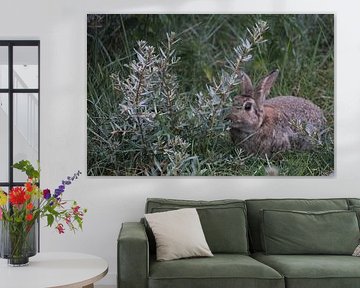 Rabbit in the dunes by Krista Zuur