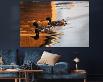 Reflective ducks by Krista Zuur