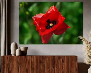 Poppy van Photo_Minuscule