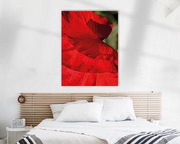 Flamenco Poppy 01 | Picture van Yvonne Warmerdam