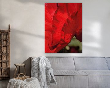 Flamenco Poppy 02 | Picture van Yvonne Warmerdam