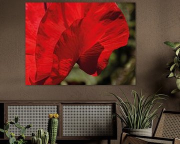 Flamenco Poppy 03 | Picture van Yvonne Warmerdam
