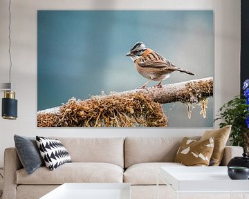 Vogel op Mosrijke Tak Stil Moment in de Natuur