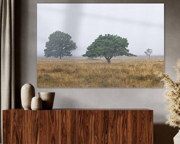 Dwingelderveld - Drenthe (Nederland)