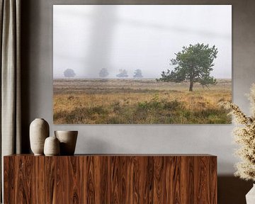 Dwingelderveld - Drenthe (Netherlands) by Marcel Kerdijk