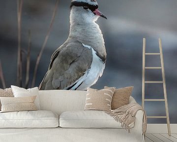 Kiebitz in Südafrika