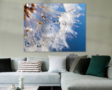Pusteblume in Makro