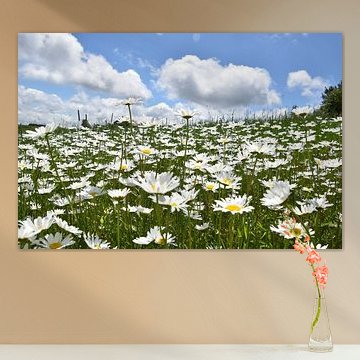 Een bloeiende margrietenveld van Claude Laprise