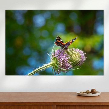 Roter Admiral auf Teesel