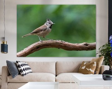 Crested tit