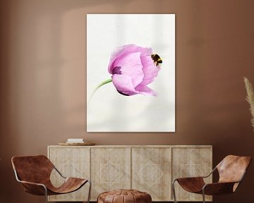 Klaproos buigt in de wind naar aanvliegende hommel