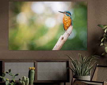 kingfisher