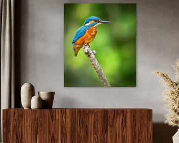 kingfisher