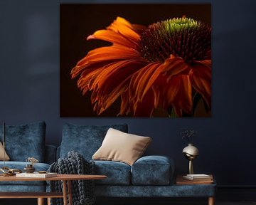 Warme kleuren: De dansende blaadjes van een Echinacea in het licht van Marjolijn van den Berg