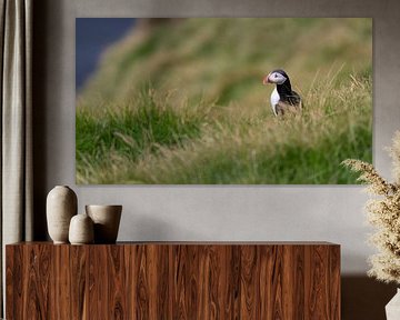 Papageientaucher im Gras von Anges van der Logt