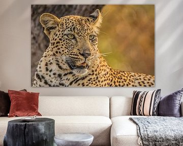 Gepard