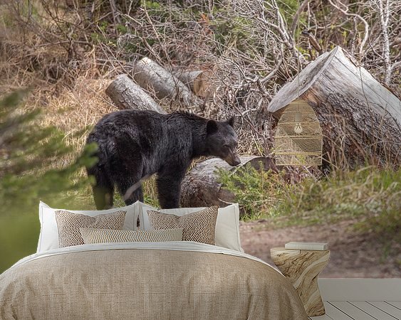 Aperçu de la chambre