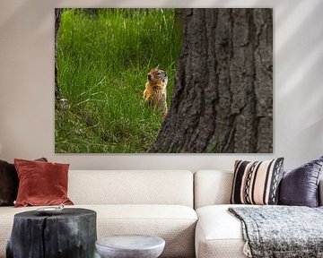 Grondeekhoorn 2 van Franksfotoforum
