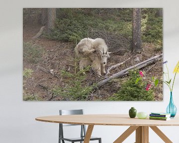 Schneeziege 1 von Franksfotoforum