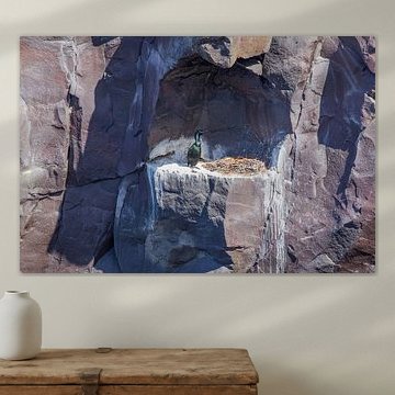 Kormoran auf dem Nest