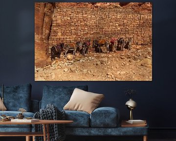 7 Esel in einer Reihe von Franksfotoforum
