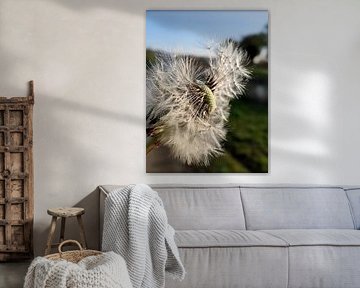 Löwenzahn von Melanie Koudijzer