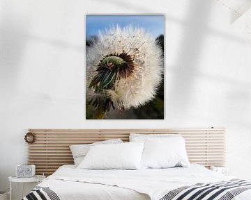 Löwenzahn Nahaufnahme von Melanie Koudijzer