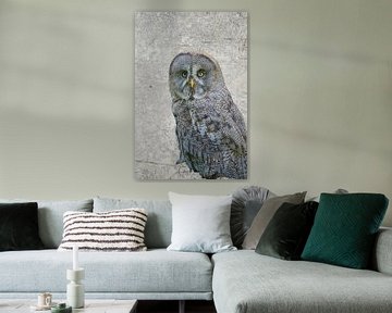 Grote grijze uil portret van Patricia Hofmeester