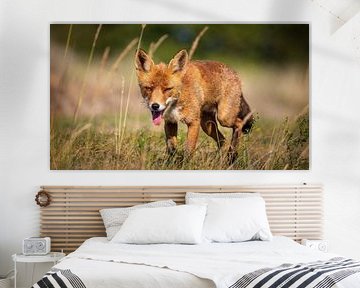 Müder Fuchs in Wasserversorgungsdünen von Arjan Warmerdam
