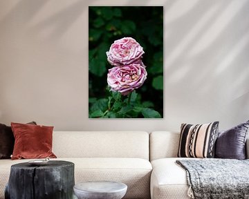 Twee bijna totaal verwelke roze rozen van Danielle Roeleveld