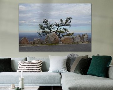 Eenzame boom bij High Point in New Jersey