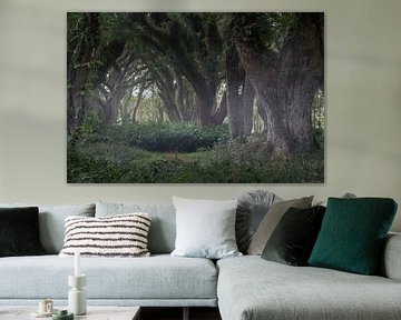 The Djawatan forest in East Java by Anges van der Logt